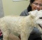 why more veterinarians are using acupuncture