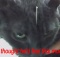 cat receiving acupuncture