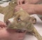 paralyzed puppy saved by acupuncture